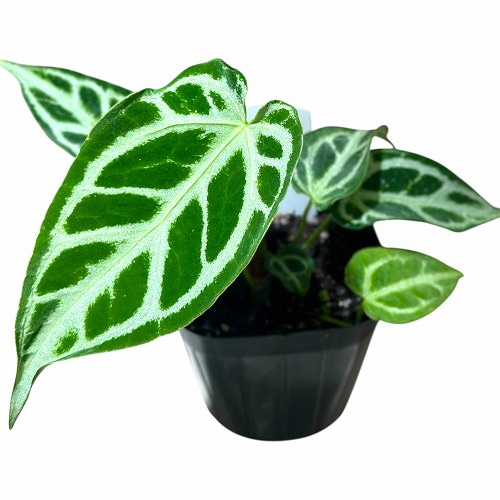 葉傷みあり】アンスリウム クリスタリナム ホープ 3.5号ポット(個体