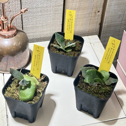 ビカクシダ(コウモリラン) ウィリンキーバクテリア 2.5号角鉢(個体