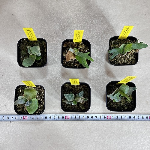 ビカクシダ(コウモリラン) ウィリンキーバクテリア 2.5号角鉢(個体