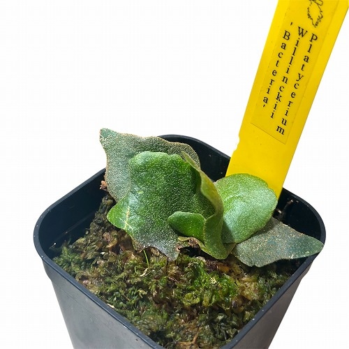 ビカクシダ(コウモリラン) ウィリンキーバクテリア 2.5号角鉢(個体