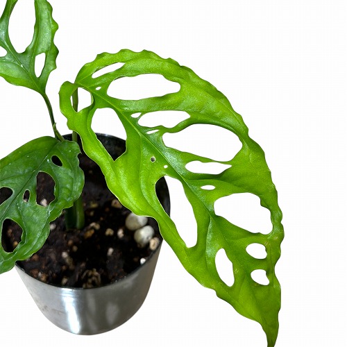 モンステラ オブリクア エクスピラータ 3号硬質ポット(個体おまかせ1鉢