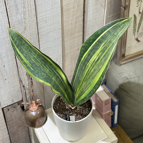 サンセベリア マソニアナ 斑入り 5号 個体C(現品)｜芳樹園オンライン