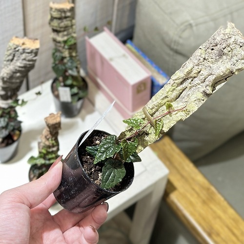 ピパー(ピペル) sp. Carranglan Nueva Ecija 2号 コルク風ヘゴ付き