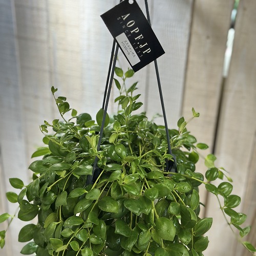 総合福袋 エスキナンサス 5号吊り鉢(個体 トリコロール(トリコロル) その他観葉植物