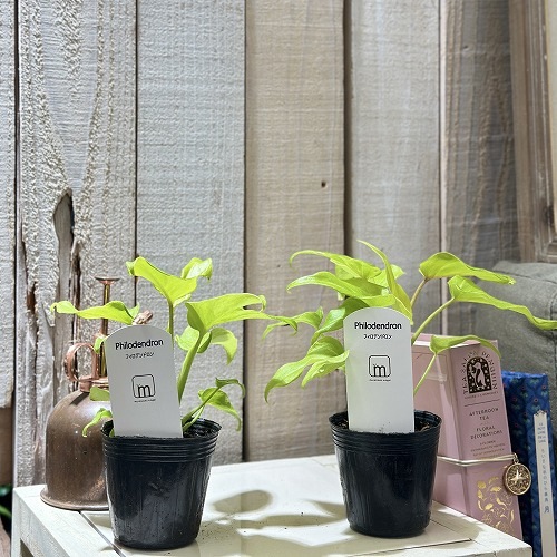 観葉植物　フィロデンドロン　ザナドゥ　クッカバラ　根上り　幹上り　分頭　８号 観葉植物 フィロデンドロン ザナドゥ クッカバラ 根上り 幹上り