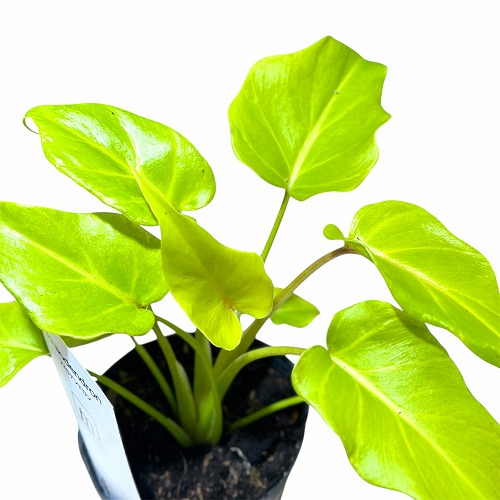 5 クッカバラ 7号 幹上がり 個性的 気根 フィロデンドロン ザナドゥ