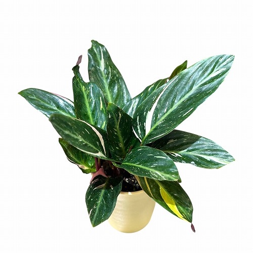 ストロマンテ(ウラベニショウ) マジックスター 4号(個体おまかせ1鉢