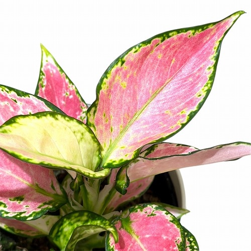 アグラオネマ　専用 Aglaonema pictum 【AZ0322-1b】 アグラオネマ ピクタム