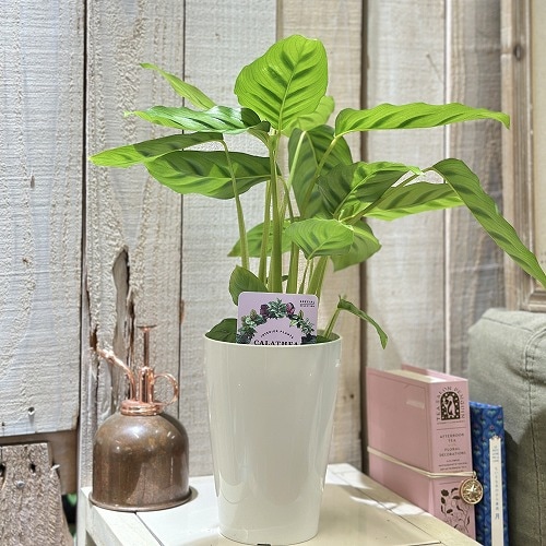 カラテア レオパルディナ 4号白ロング(個体おまかせ1鉢)｜芳樹園