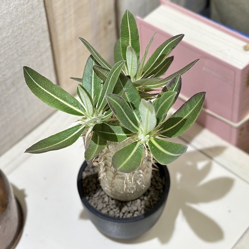 【現品】パキポディウム・デンシフローラム　5号　黒角鉢　（2） 現品】パキポディウム・デンシフローラム 5号 黒角鉢 （2） 現品