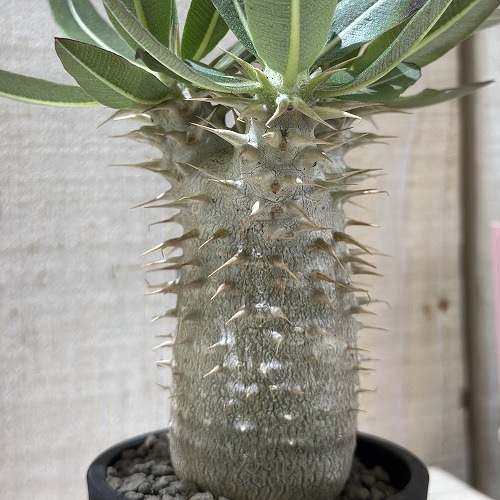 パキポディウム デンシフローラム【6頭 存在感抜群です】現品