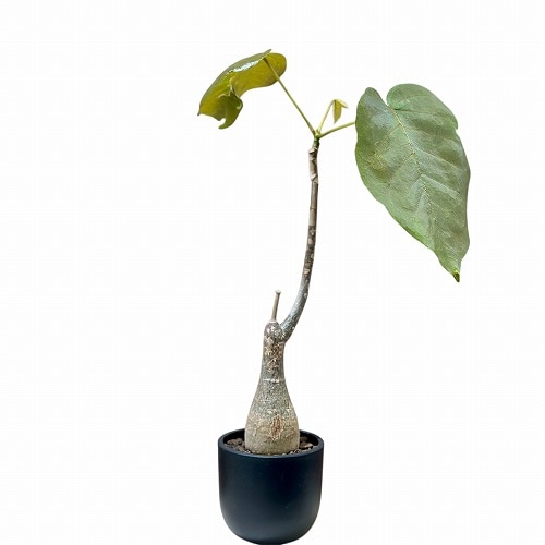 プせウドボンバックス エリプティクム 3号(現品)｜芳樹園オンライン