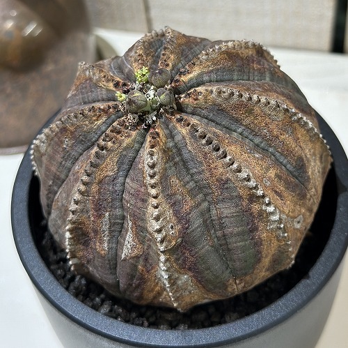 ユーホルビア オベサ(オールドタイプ) 3.5号 (現品)｜芳樹園オンライン