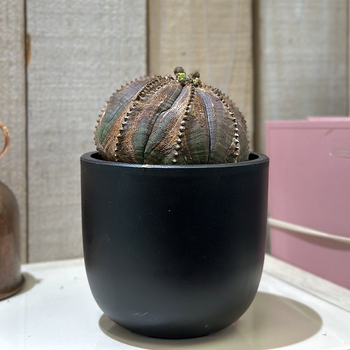 ユーホルビア オベサ(オールドタイプ) 3.5号 (現品)｜芳樹園オンライン