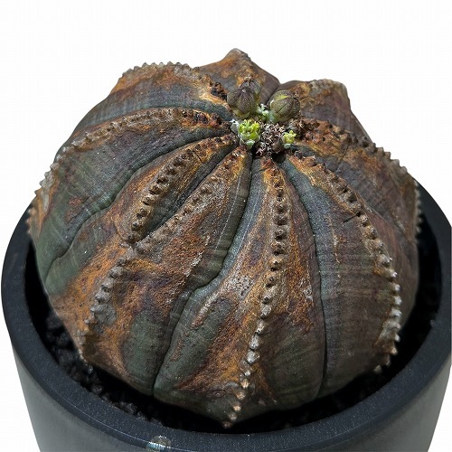 ユーホルビア オベサ(オールドタイプ) 3.5号 (現品)｜芳樹園オンライン