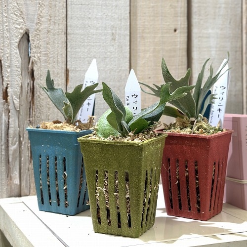 プラティセリウム ウィリンキー バクテリア スポア 3号カラフル鉢(個体