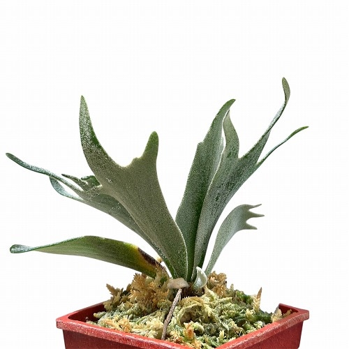 美株 ビカクシダ板付 ウィリンキー バクテリア スポア 0004 楽天市場