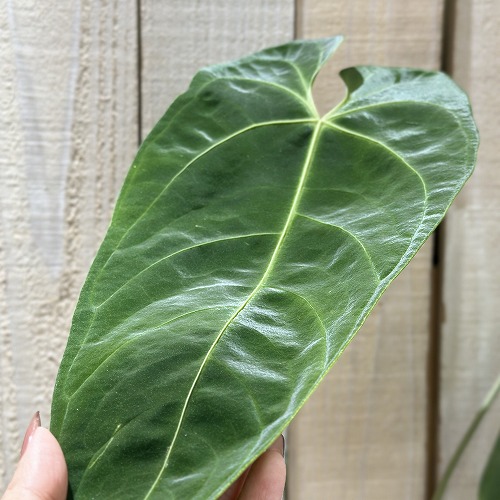アンスリウム sp.チョコ IA アンスリウム Anthurium sp. choco IA 3.5号硬質ポット(現品)｜芳樹園