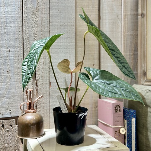 HS　アンスリウム アンスリウム Anthurium gymnopus fantasy luxurians 3.5号硬質
