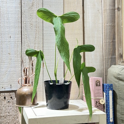 アンスリウム Anthurium argyrostachyum goat 3.5号硬質ポット(現品