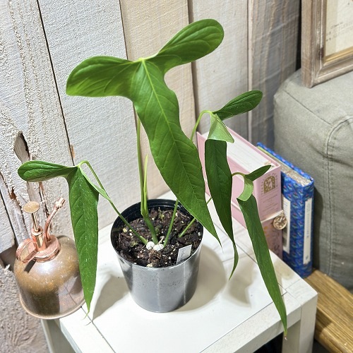 アンスリウム Anthurium argyrostachyum goat 3.5号硬質ポット(現品
