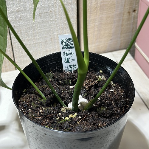 アンスリウム Anthurium argyrostachyum goat 3.5号硬質ポット(現品