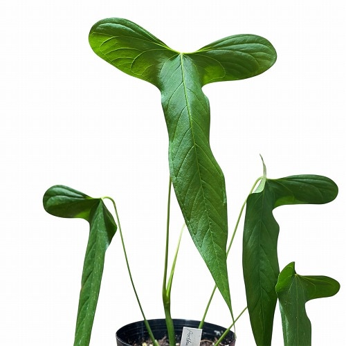 アンスリウム シリ / Anthurium Sirih③ アンスリウム Anthurium アンスリウム シリ / Anthurium Sirih③ アンスリウム Anthurium