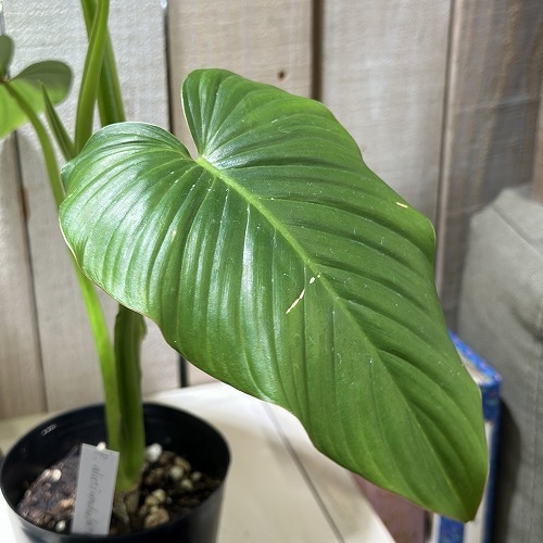 フィロデンドロン ソノラ 大株 3.5号 フィロデンドロン Philodendron