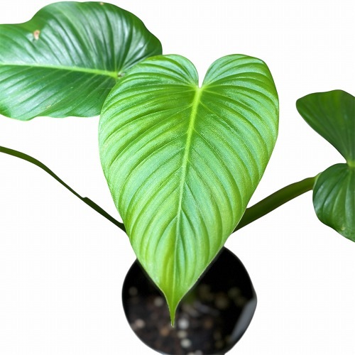 フィロデンドロン Philodendron alatiundulatum 3.5号硬質ポット フィロデンドロン Philodendron alatiundulatum 3.5号硬質ポット