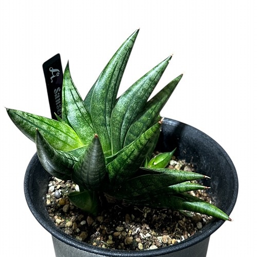 セール中　斑入り　サンセベリア　ES21007 サンスベリア セール中 斑入り サンセベリア ES21007 サンスベリア