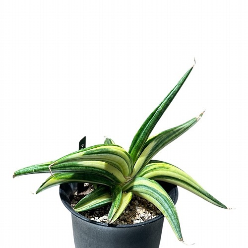 その他観葉植物 Sansevieria Patens Variegated サンセベリア パテンス変種 Sansevieria Patens var. 3.5号(現品