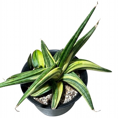 サンセベリア パテンス変種 Sansevieria Patens var. 3.5号(現品