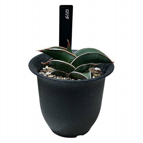 サンセベリア ロリダ 3号鉢(現品)｜芳樹園オンラインショップ