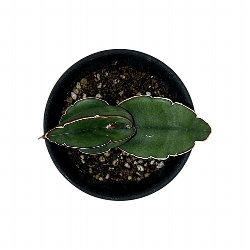 サンセベリア エレンベルギーバナナ 3.5号鉢(現品)｜芳樹園