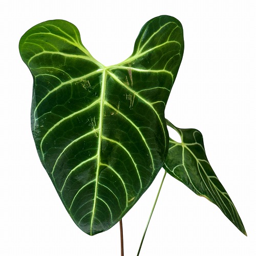 アンスリウム レガレ Anthurium regale 5号ロング硬質ポット(現品