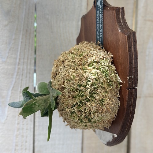 コウモリラン(ビカクシダ) ウィリンキー バクテリア 板付(現品