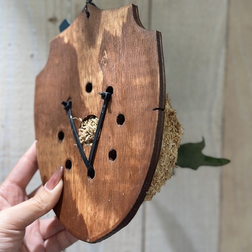 コウモリラン(ビカクシダ) ウィリンキー バクテリア 板付(現品