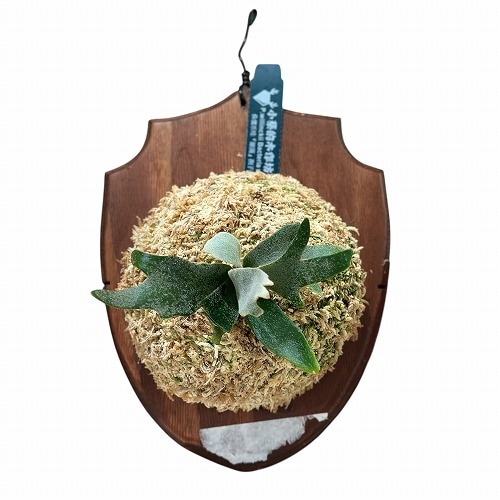 コウモリラン(ビカクシダ) ウィリンキー バクテリア 板付(現品