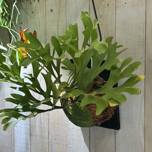 ビカクシダ　リドレイ　ワイルド　板付け　コウモリラン ビカクシダ（コウモリラン）：リドレイセンターボルネオワイルド