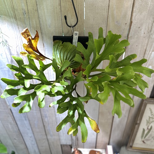 コウモリラン(ビカクシダ) リドレイ ワイルド 板付(現品)｜芳樹園
