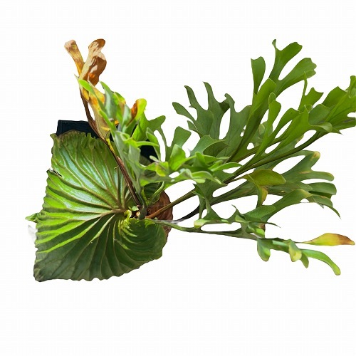 コウモリラン(ビカクシダ) リドレイ ワイルド 板付(現品)｜芳樹園