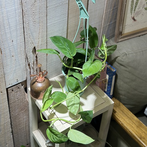 モンステラ 3株セット 黒鉢 monstera-459_1.jpg?1648046092
