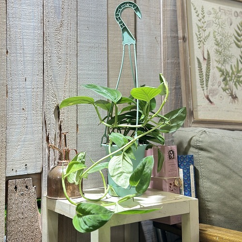 観葉植物専門店 ワールドガーデン | 幹立ちモンステラ 【サイズ