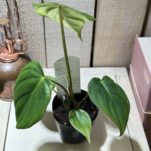 観葉植物 フィロデンドロン マクドウェル 506270.jpg
