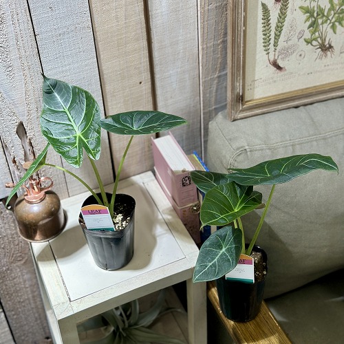 アロカシア スカルプラム 斑入り アロカシア スカルプラムにミント斑が登場😁 #アロカシア 好きには