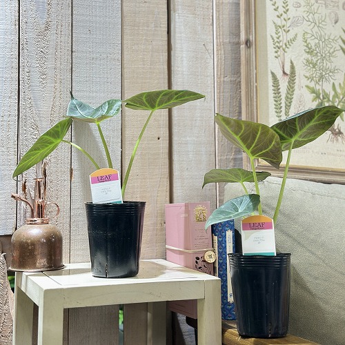 アロカシア スカルプラム 斑入り アロカシア スカルプラム 斑入り 新入り🪴 アロカシアスカルプ