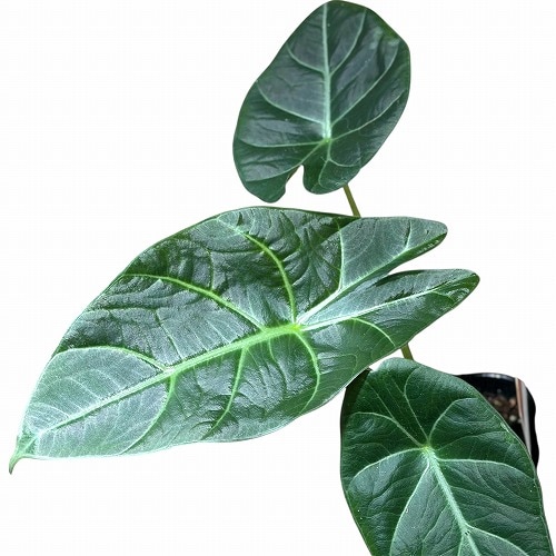 同梱スカルプラムオーレア 同梱スカルプラムオーレア Alocasia scalprum / アロカシア スカルプ