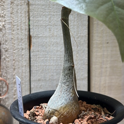 プセウドボンバックス プセウドボンバックス：エリプチクム 3号鉢植え* の通販 | 園芸