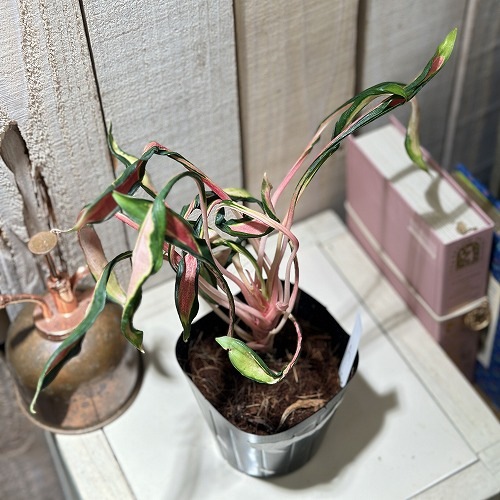 アグラオネマ メデューサ 3.5号ポット 個体A(現品)｜芳樹園オンライン