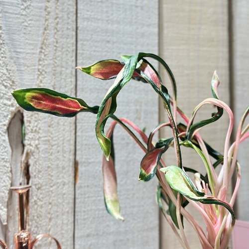 その他観葉植物 Aglaonema Medusa その他観葉植物 Aglaonema Medusa その他観葉植物 Aglaonema Medusa